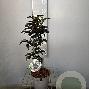 Sambucus nigra Black Tower 30-40 cm 3,0L