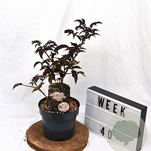 Sambucus nigra Black Tower 30-40 cm 3,0L
