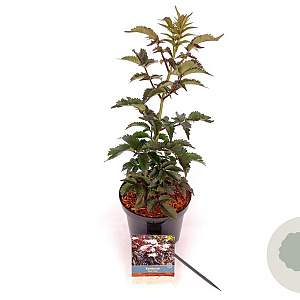 Sambucus nigra Black Tower 30-40 cm 3,0L