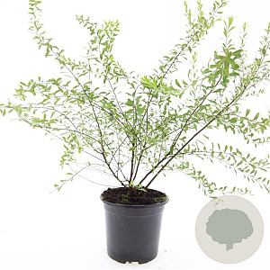 Spiraea arguta GM C1.3