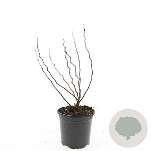 Spiraea densiflora GM C1.3