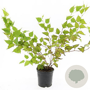 Stephanandra tanakae GM C1.3