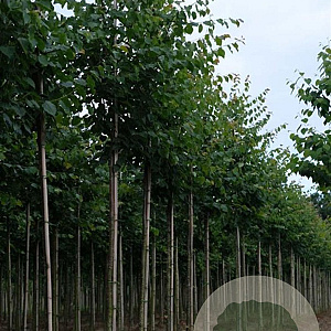 Tilia cordata 'Greenspire' 14-16 HO draadkluit