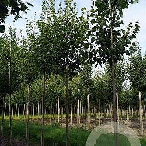 Tilia cordata 'Greenspire' 14-16 HO draadkluit