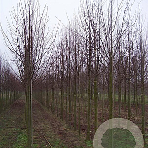 Tilia europaea 'Pallida' 18-20 HO draadkluit