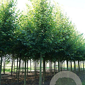 Tilia europaea 'Pallida' 20-25 HO draadkluit