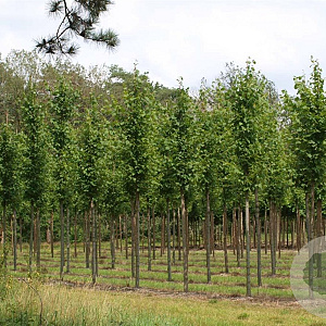 Tilia europaea 'Pallida' 20-25 HO draadkluit