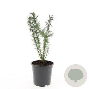 Ulex europaeus GM C1.3