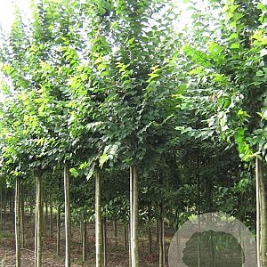 Ulmus 'Lobel' 14-16 HO draadkluit