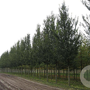 Ulmus 'Lobel' 25-30 HO draadkluit