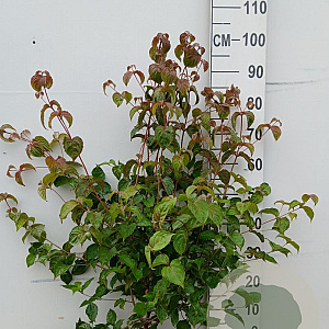 Cornus kousa chinensis 80-100 cm 10L