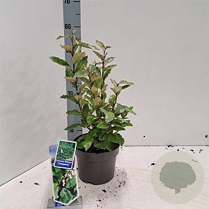 Elaeagnus ebb. 'Compacta' 30-40 cm 3,0L