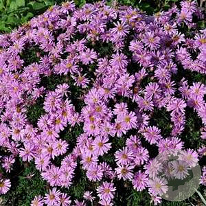 Aster 'Wood's Purple' GM P9