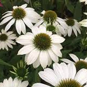 Echinacea p. Powwow White GM P9