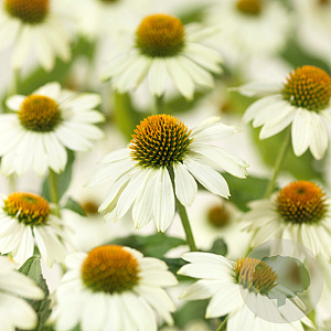Echinacea p. Powwow White GM P9