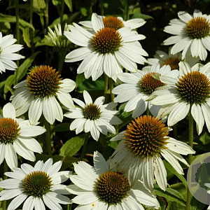 Echinacea p. Powwow White GM P9