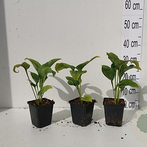 Echinacea p. 'White Swan' GM P9