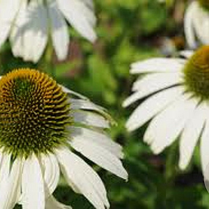 Echinacea p. 'White Swan' GM P9