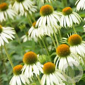 Echinacea p. 'White Swan' GM P9
