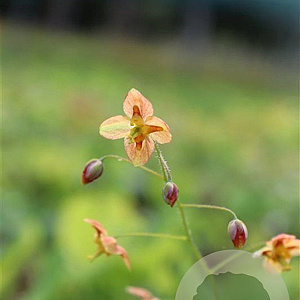 Epimedium pubigerum 'Orangekönigin' GM P9