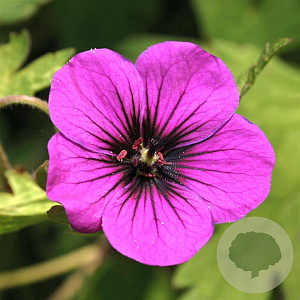 Geranium 'Ann Folkard' GM P9