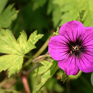 Geranium 'Ann Folkard' GM P9