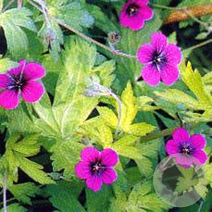 Geranium 'Ann Folkard' GM P9