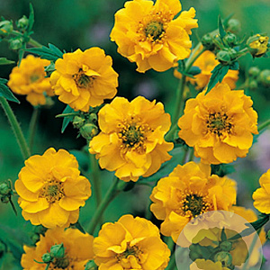 Geum chiloense 'Lady Stratheden' GM P9