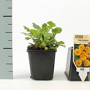 Geum chiloense 'Lady Stratheden' GM P9