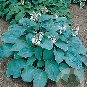 Hosta 'Elegans' GM P9