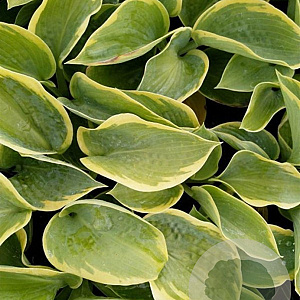 Hosta 'Frances Williams' GM P9