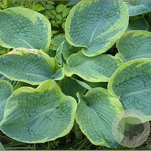 Hosta 'Frances Williams' GM P9