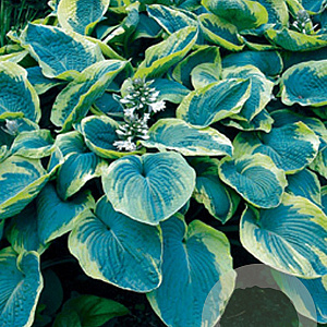 Hosta 'Frances Williams' GM P9