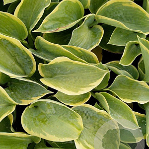 Hosta 'Frances Williams' GM P9
