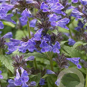 Nepeta Neptune GM P9