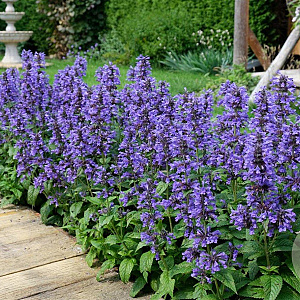 Nepeta Neptune GM P9