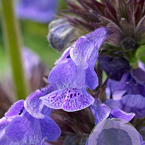 Nepeta Neptune GM P9