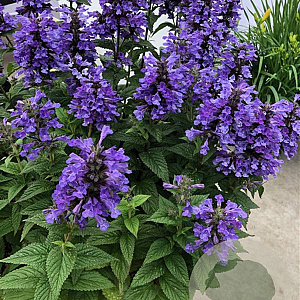 Nepeta Neptune GM P9