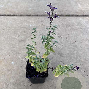 Nepeta 'Walker's Low' GM P9