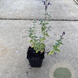Nepeta 'Walker's Low' GM P9
