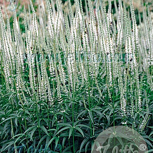 Veronicastrum virg. 'Album' GM P9