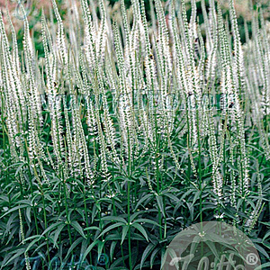 Veronicastrum virg. 'Album' GM P9