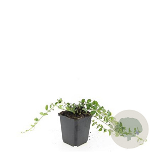 Vinca minor 'La Grave' GM P9