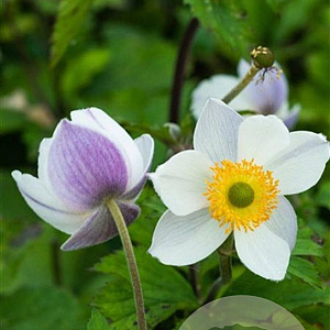 Anemone Elfin Swan GM P9