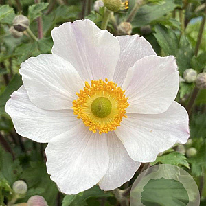Anemone Elfin Swan GM P9