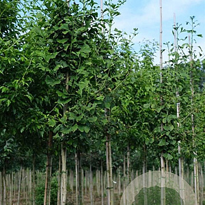 Ginkgo biloba 10-12 HO draadkluit