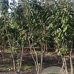Prunus ser. 'Kanzan' 250-300 cm draadkluit meerstammig