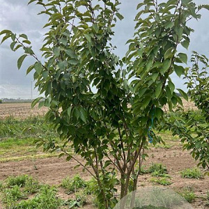 Prunus ser. 'Kanzan' 300-350 cm draadkluit meerstammig