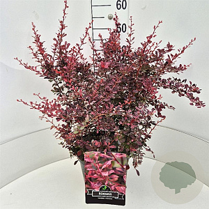 Berberis thunb. 'Rose Glow' 50-60 cm 20L