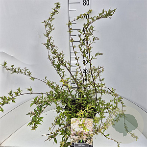 Deutzia rosea 60-80 cm 10L